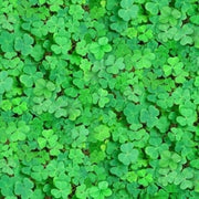 Army Green Four Leaf Clover Seeds