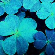 Blue Green Clover Seeds