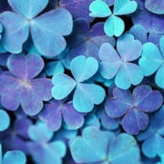 Blue Green Clover Seeds