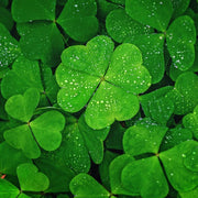Dark Green Four Leaf Clover Seeds