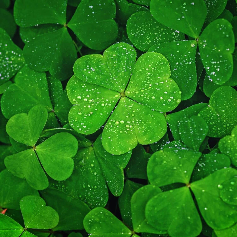 Dark Green Four Leaf Clover Seeds