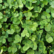 Dark Green Four Leaf Clover Seeds