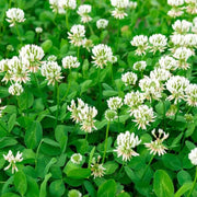 Dutch White Clover Seeds