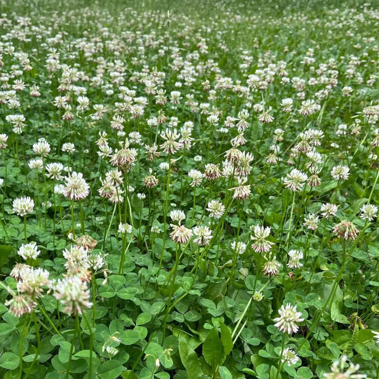 Dutch White Clover Seeds