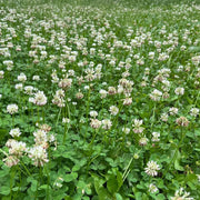 Dutch White Clover Seeds