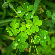 Four Leaf Clover Seeds