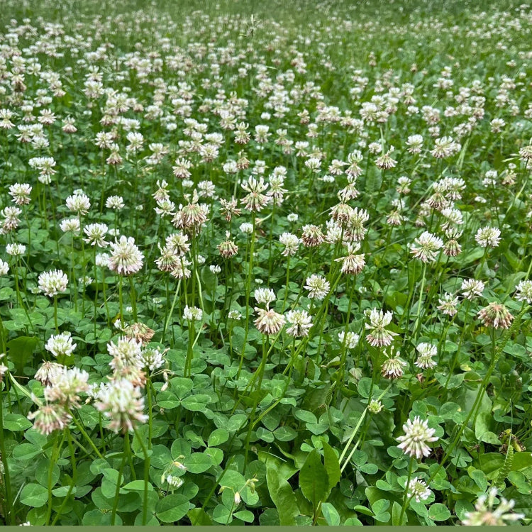 Meadow Clover Seeds