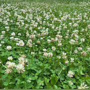 Meadow Clover Seeds