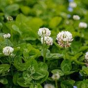 Meadow Clover Seeds