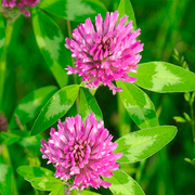 Pink Clover Seeds