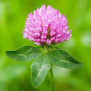 Pink Clover Seeds
