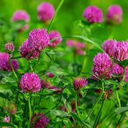 Pink Clover Seeds