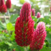 Red Clover Seeds