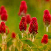 Red Clover Seeds