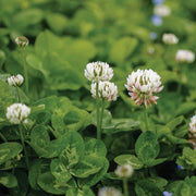 Clover Seeds
