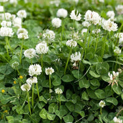 Clover Seeds