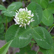 Clover Seeds