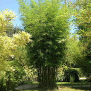 Clumping Bamboo Seeds - Ornamental Bamboo Landscape Seeds
