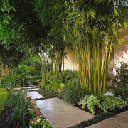 Clumping Bamboo Seeds - Ornamental Bamboo Landscape Seeds