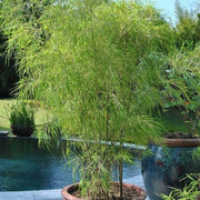 Clumping Bamboo Seeds - Ornamental Bamboo Landscape Seeds