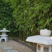 Clumping Bamboo Seeds - Ornamental Bamboo Landscape Seeds