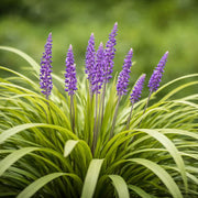 Lilyturf Seeds, Liriope muscari