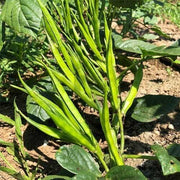 Cluster Bean Seeds