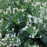 Coastal Kale Seeds