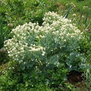 Coastal Kale Seeds