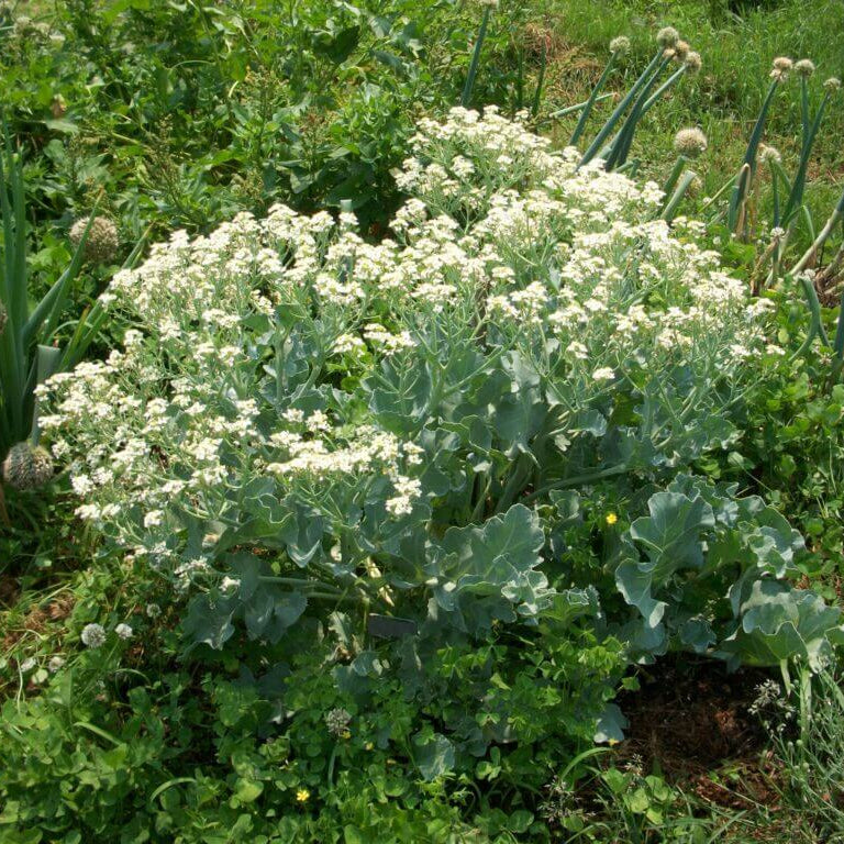 Coastal Kale Seeds
