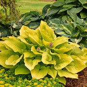 Hosta Seeds, Yellow Gold