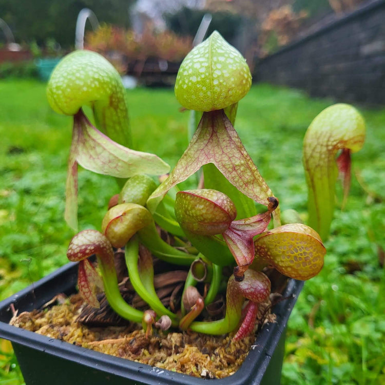 Cobra Seeds, Darlingtonia californica