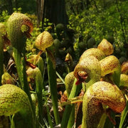 Cobra Seeds, Darlingtonia californica