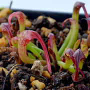 Cobra Seeds, Darlingtonia californica