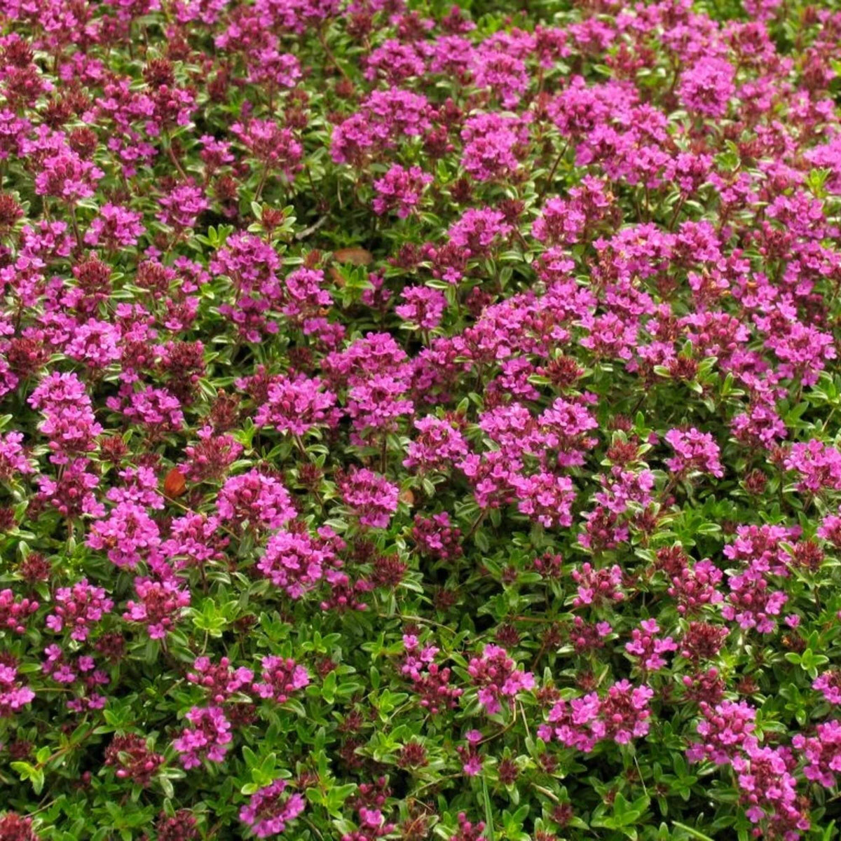 Coccineus Thyme Seeds