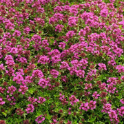 Coccineus Thyme Seeds