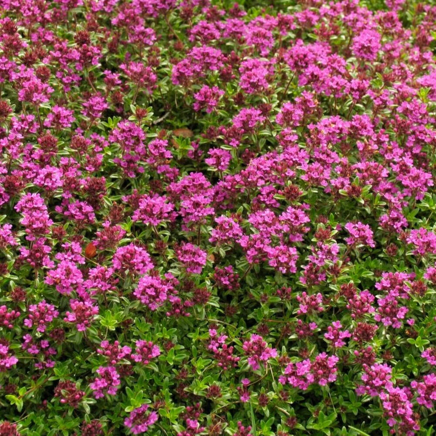 Coccineus Thyme Seeds