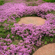 Coccineus Thyme Seeds