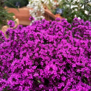 Coccineus Thyme Seeds