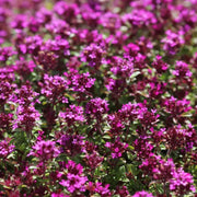 Coccineus Thyme Seeds