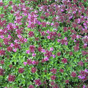 Coccineus Thyme Seeds