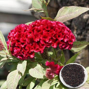 American Cockade Seeds