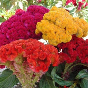 American Cockade Seeds