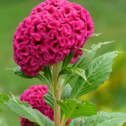 Celosia Seeds – Celosia argentea