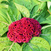 Cockscomb Seeds – Celosia cristata