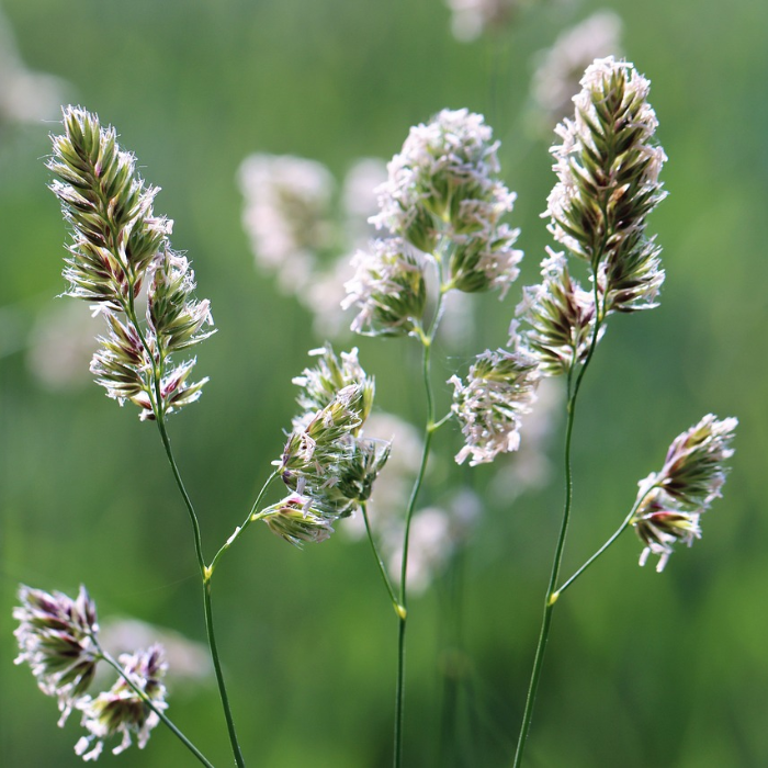 Cocksfoot Orchardgrass Seeds, Herbal
