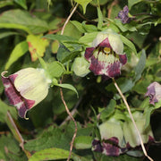 Green Purple Hibiscus Seeds