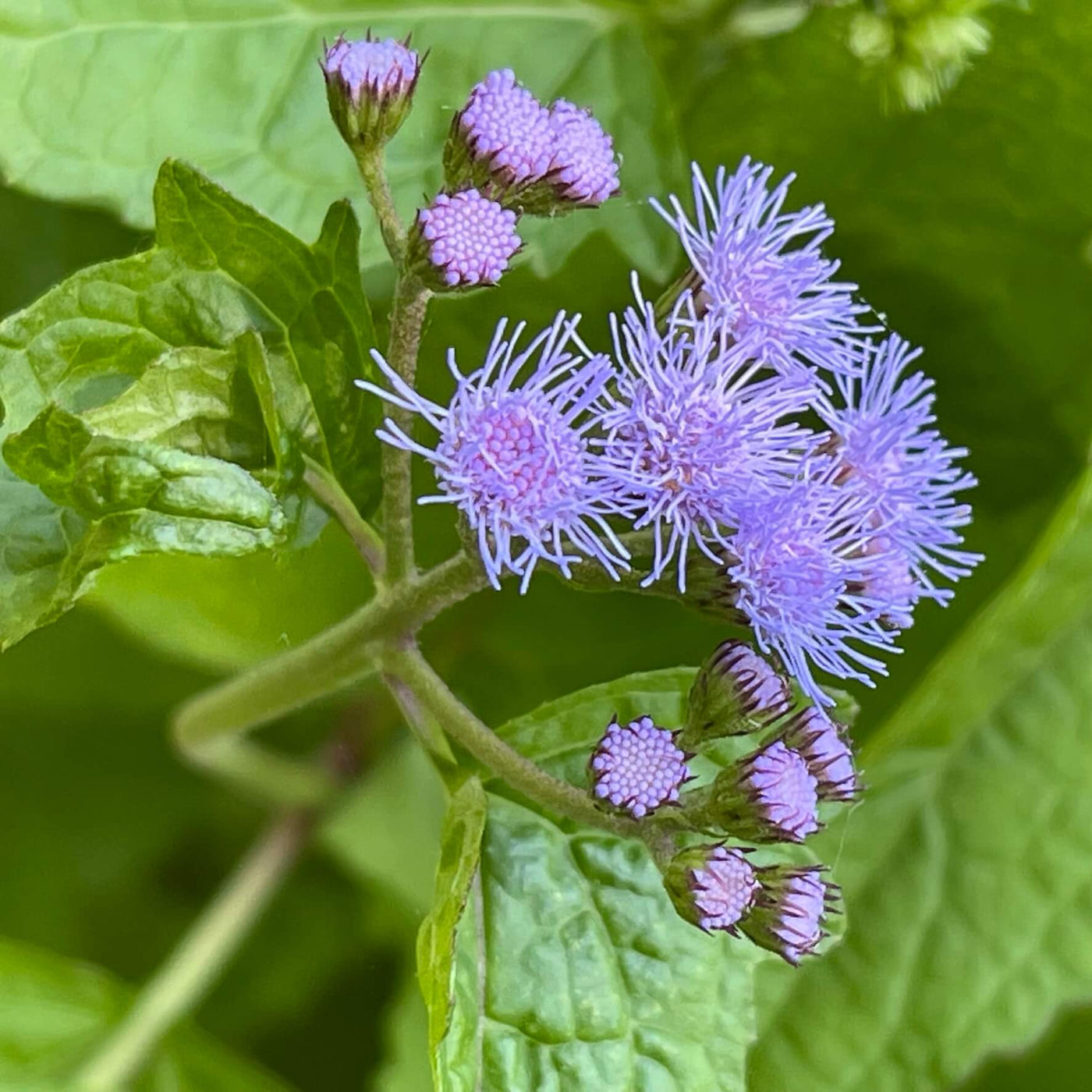 Blue Hardy Ageratum Mistflower Seeds