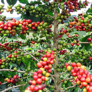 Coffee Plant Seeds – Coffea arabica