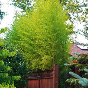 Cold Hardy Bamboo Seeds - Ornamental Bamboo Landscape Seeds